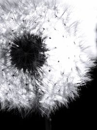 Close-up of dandelion