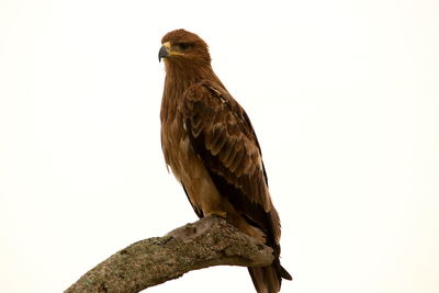 Close-up of owl perching on white background