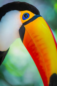 toucan