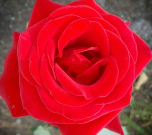 Close-up of red rose