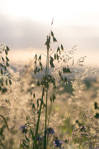 Close-up of flowering plants on field against sky