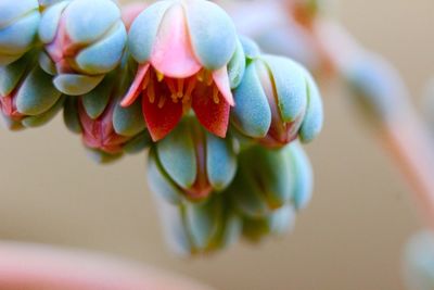 Close-up of orange flowers blooming outdoors