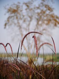 Close-up of grass against sky