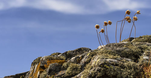 Low angle view of rock formation against sky