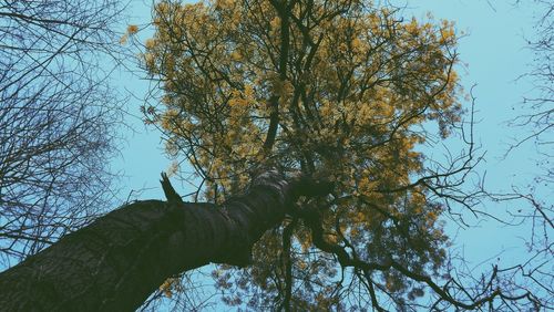 Low angle view of trees against sky