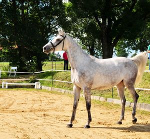 Side view of horse standing on field