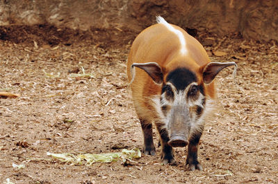 The red river hog has striking red fur, with black legs and a tufted white stripe along the spine.