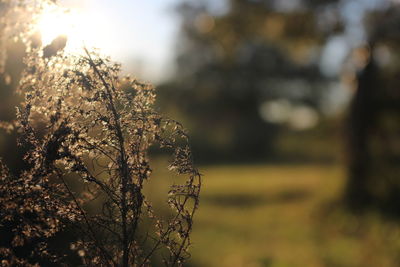 Close-up of tree against sky