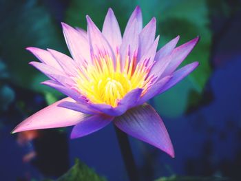 Close-up of lotus water lily