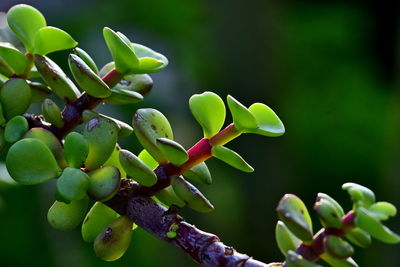 Close-up of green buds on plant