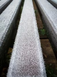 Close-up of snow on plants