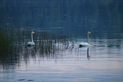 View of birds swimming in lake