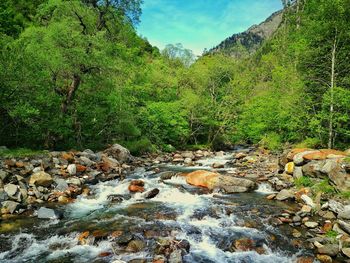 Scenic view of river in forest against sky