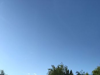 Low angle view of trees against clear blue sky