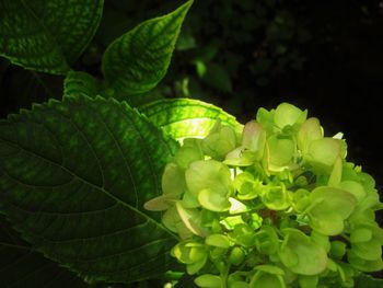 Close-up of green leaves on plant