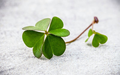 Close-up of fresh green plant