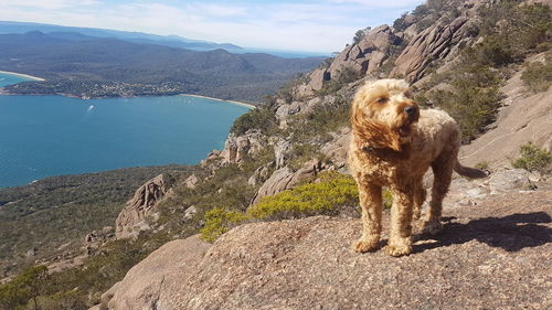 Dog on rock by sea against sky