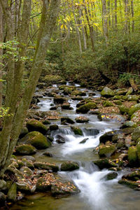 Scenic view of river flowing through forest
