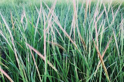 Full frame shot of wheat field