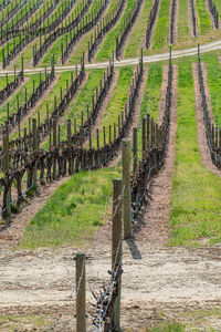 View of vineyard against clear sky