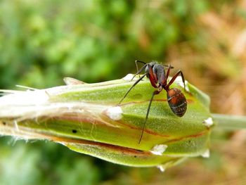 Close-up of insect on leaf