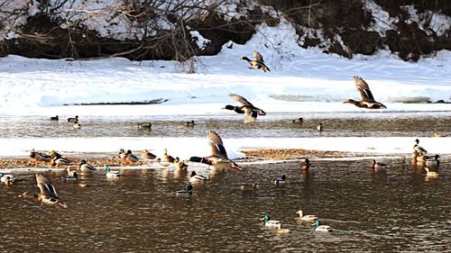 Birds in lake during winter