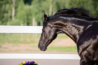 Close-up of black horse