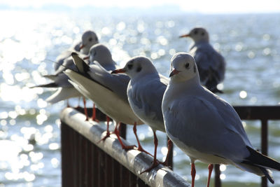 Seagulls perching on railing against sea