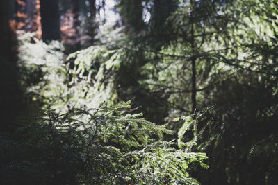 Close-up of pine tree in forest