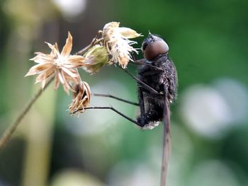 Close-up of insect on flower