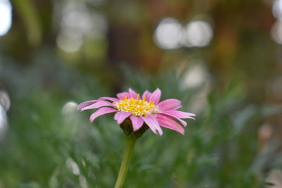 Close-up of flower blooming outdoors