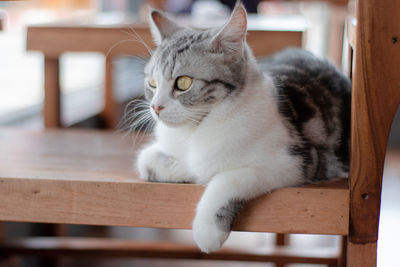 Cat looking away while sitting on table