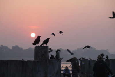 Silhouette birds perching on wooden post against sky during sunset
