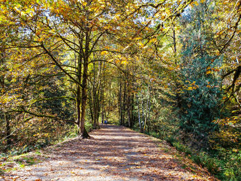 Footpath amidst trees in forest during autumn