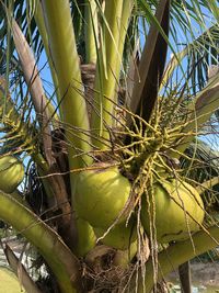Low angle view of coconut palm tree