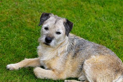 Portrait of a relaxed dog