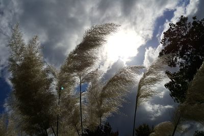 Low angle view of sunlight streaming through silhouette trees against sky