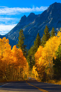 Fall color in june lake loop, hwy 395, california