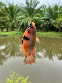 Close-up of fish swimming in lake