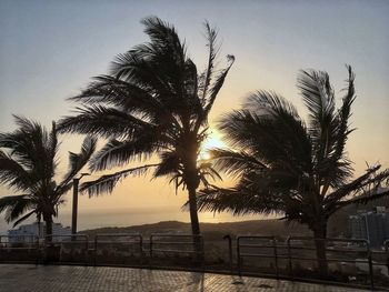 Palm tree by sea against sky at sunset
