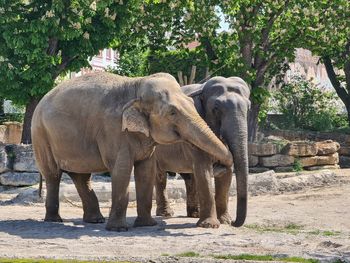 View of elephant in zoo