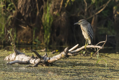 Bird perching on log over lake