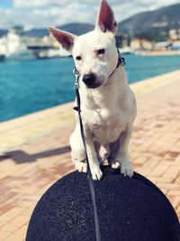 Dog sitting on rock by river in city