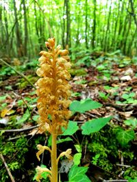 Close-up of flower growing in forest