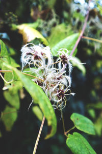 Close-up of insect on plant