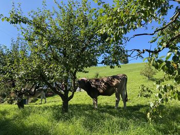 Horse in a field