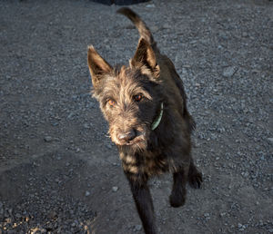 High angle portrait of a dog on street in city