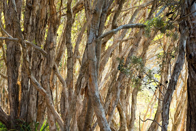 Trees in forest