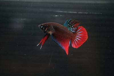 Close-up of fish swimming in sea