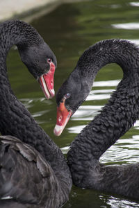 Close-up of black swans swimming on lake